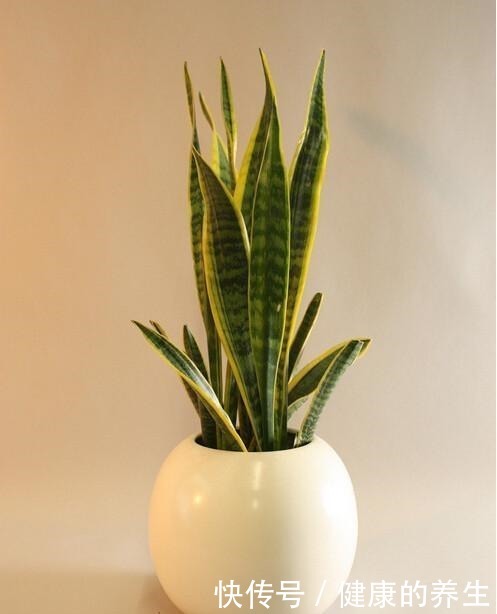 虎皮兰怎么长个教你一招,步骤简单根系猛蹿,样子拔高真好看!