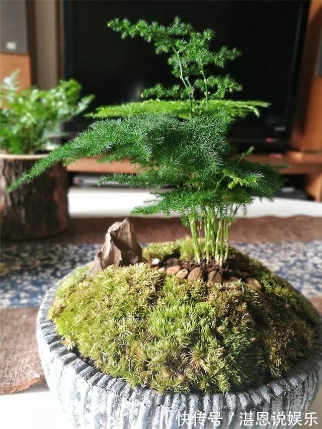 黄叶|养文竹总是黄叶,找准3个原因,长得茂密旺盛,变成“翠绿球”