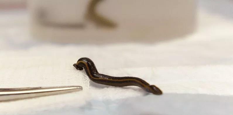 知识|24个冷知识：生物老师看完直呼不可思议，但却真实存在的有趣知识