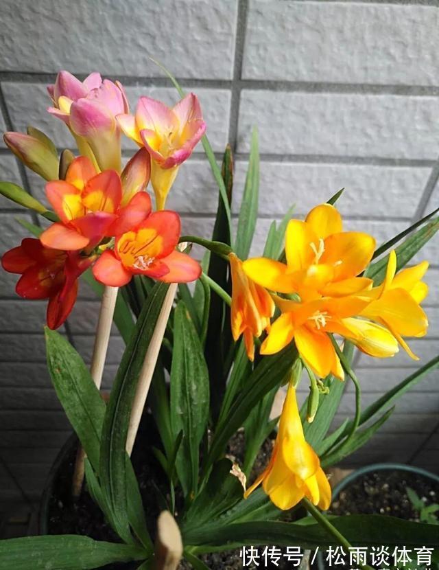 冬天养盆“香水花”,比大蒜还好养,十个颜色轮流开,满屋香水味