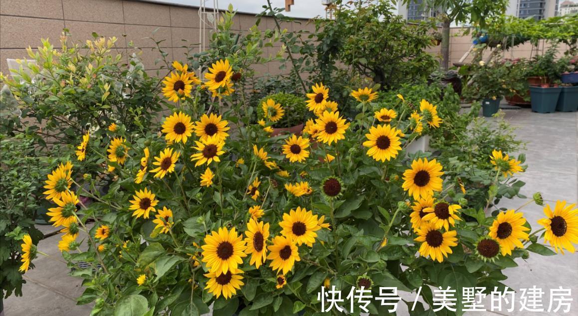 品种|懂花的人，钟爱4种花，开花容易爆，简单好打理