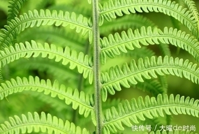 头晕头痛|农村儿时常见的野草,全身都是“宝”,不仅能食用还能缓解疲劳