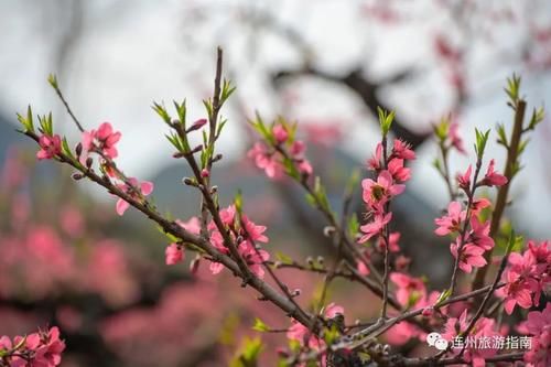 中年|桃花正当时，带着你的“李焕英”来连州赏花吧！