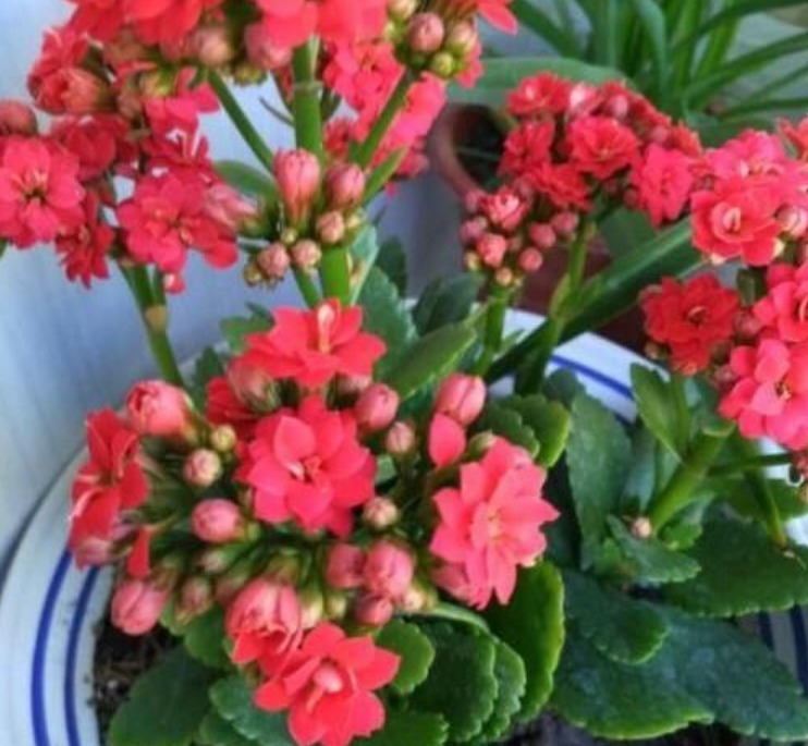 3种花“快入盆”,插土里就活,10天生根,养在客厅漂亮又聚财!
