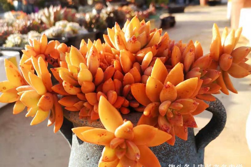 多肉很迷人,一旦入坑就很难出去,除非碰到6种让人郁闷的状况