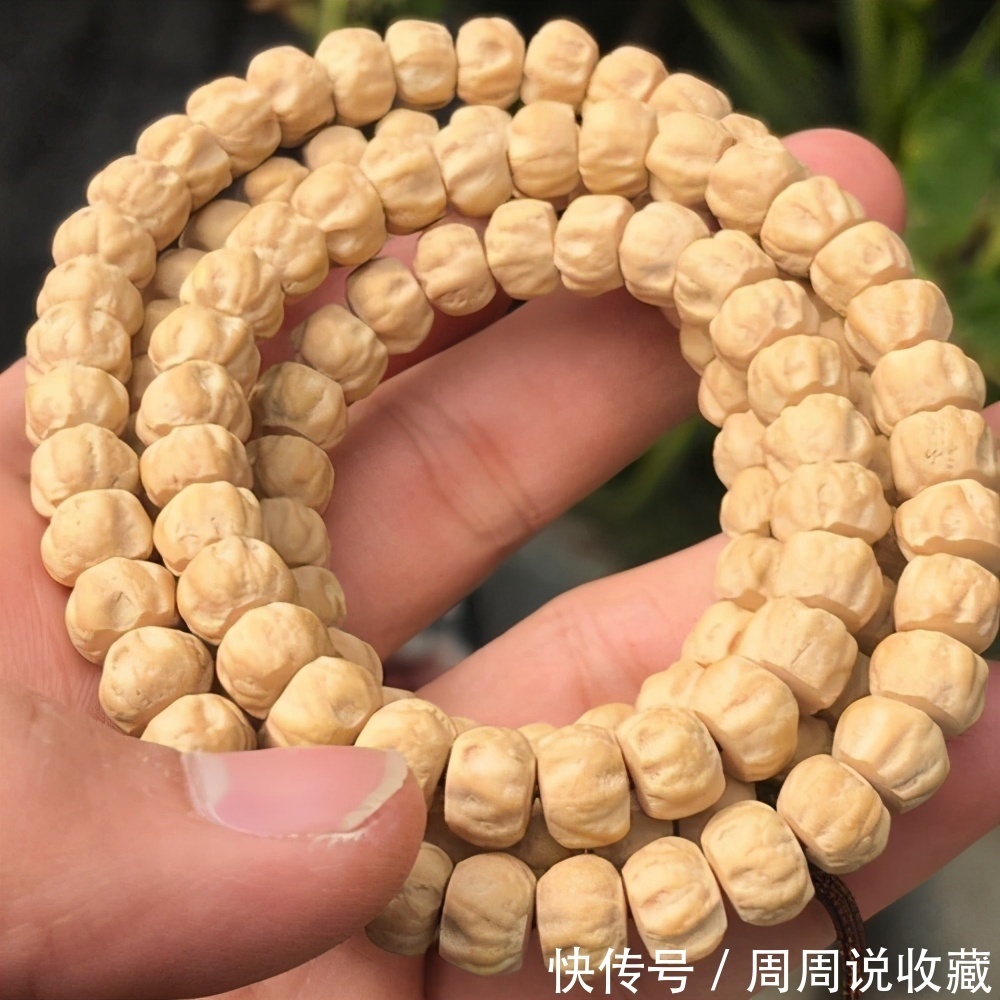 真的|被老板们神话的,热振寺百香籽真的那么好吗?