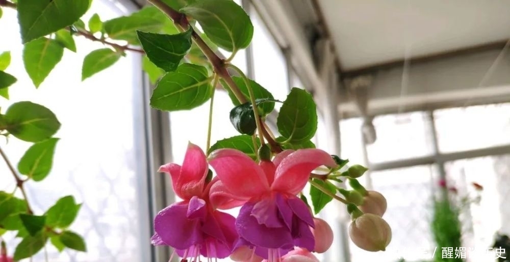 大蒜开花的样子