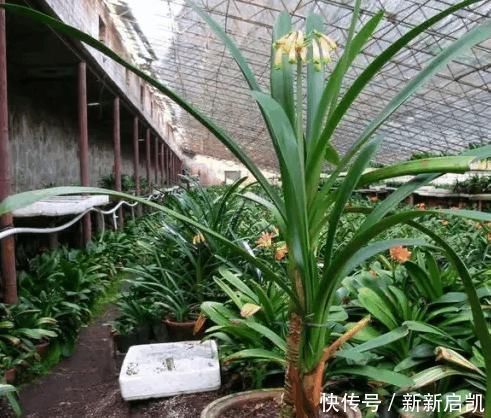 婆婆在家种了10年君子兰,没想根茎比我手臂还粗开花开得好奇怪