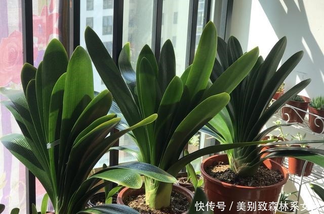 5种漂亮花,夏天不能见太阳,一见软踏踏,赶紧挪地方