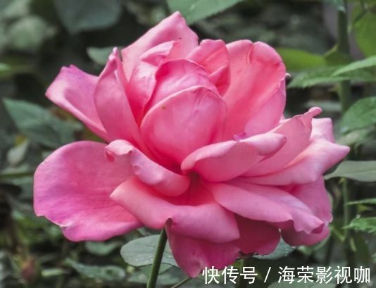 舞姿|喜欢菊花，就养盆“珍贵名菊”盘龙狂舞，似佳人舞姿，曼妙优雅