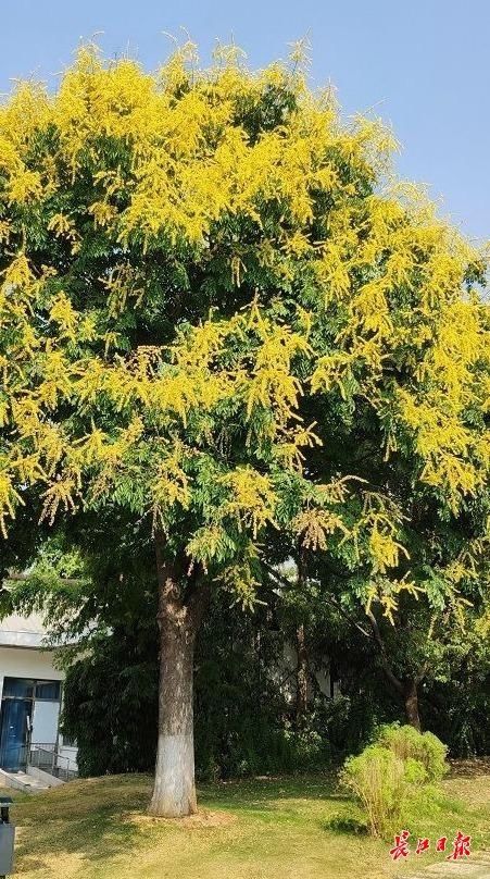 树种|沐花雨、踏花毯，武汉这些地方可以赏金色花海