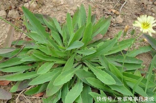 苦菜|藥食同源，民間苦菜，被古本草列為極品，遍布農村鄉下卻少有人知