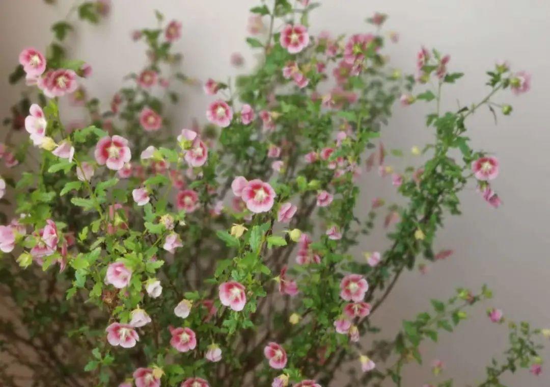 花成了光杆司令，剪一刀撒点药，很快冒新芽