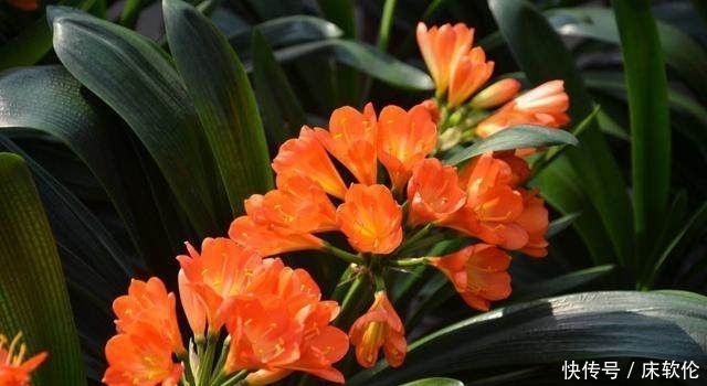 花友们|想要君子兰根壮叶绿不歪斜,养护时注意这点,君子兰蹭蹭直长爆盆