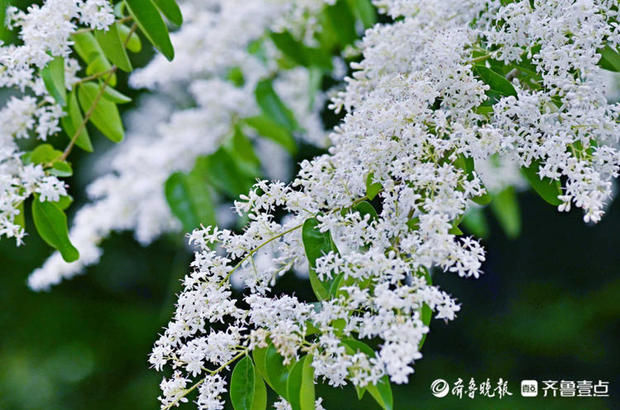 花开齐鲁｜趵突泉公园小叶女贞花开如雪，唯美又浪漫快来赴约吧