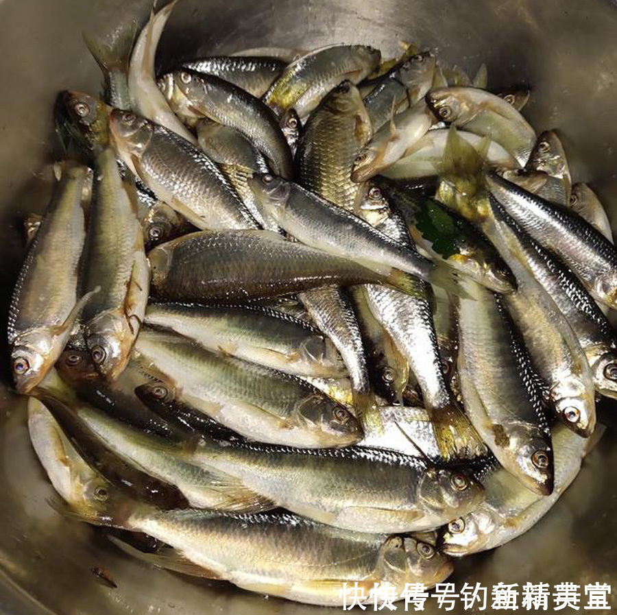 白条鱼|野钓白条的几种方法,上鱼速度一绝,一天钓十几斤是家常便饭