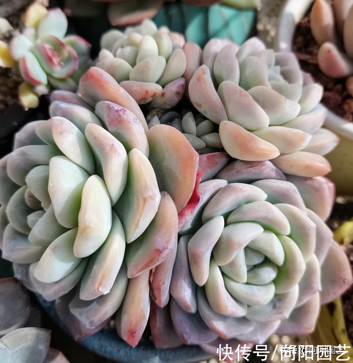 补光灯能降徒长？很多人都用错了，长时间照射，影响多肉健康