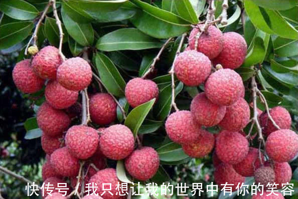 天敌|4种食物,是肝癌肝硬化的天敌,每天食用,让肝再健康20年