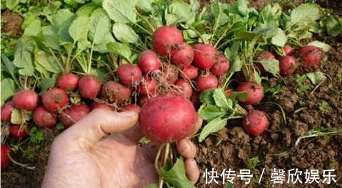 大小像“葡萄”一样的萝卜,种在花盆里,养30天就能摘一篮子