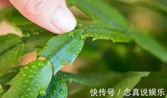 君子兰、蟹爪兰不开花给你说个小方法,天一凉快,叽里咕噜开花