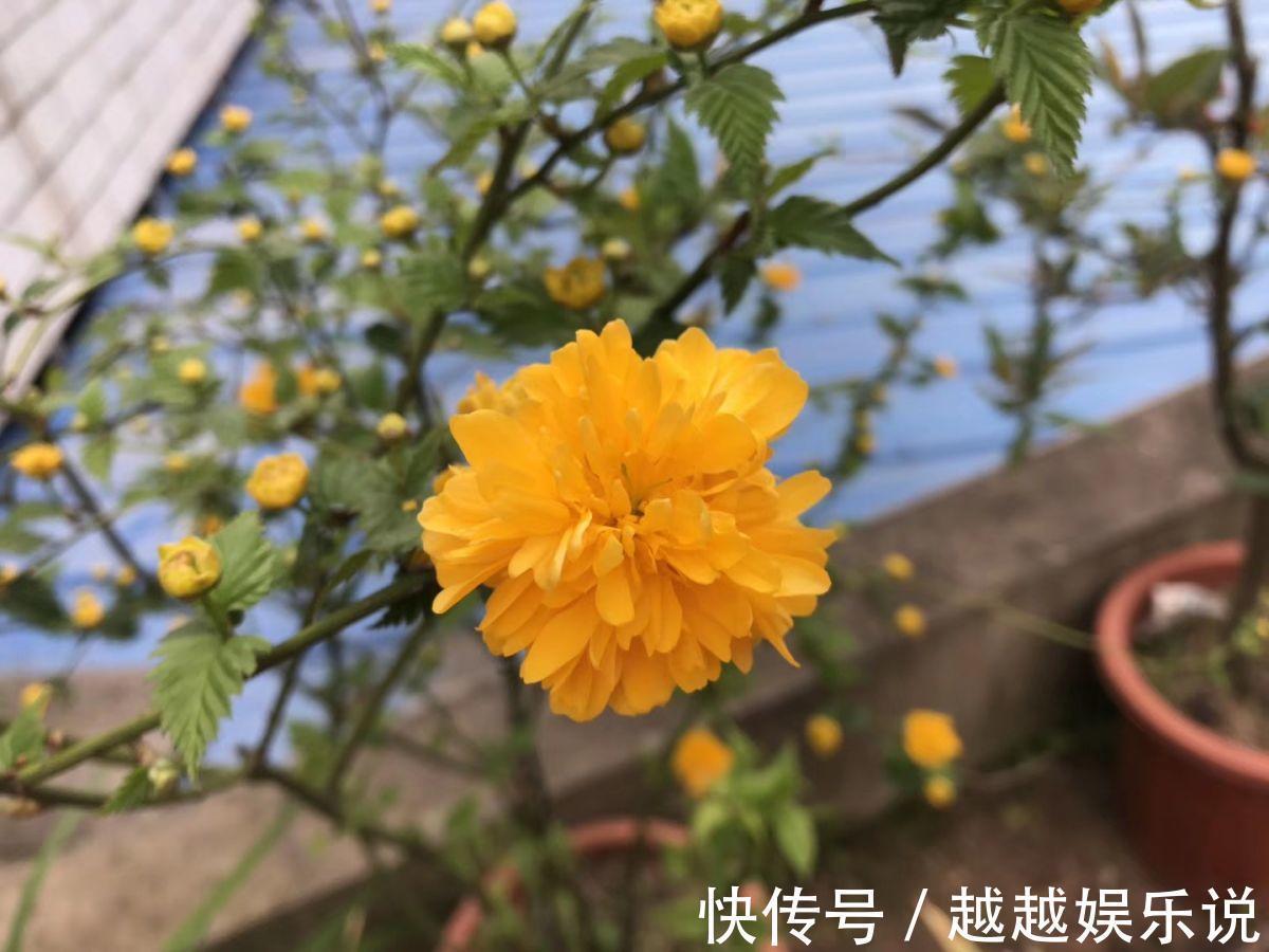 很多人见过棣棠花,却不知其身份,原来它有好多小秘密!