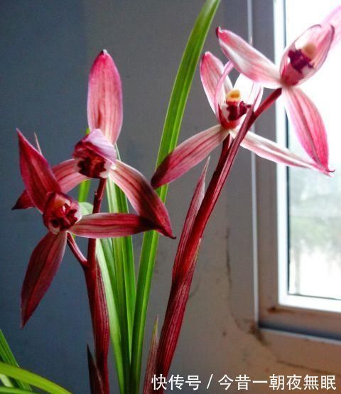 曾争相抢购的兰花,现白菜价,花色鲜红,落地就生根,是兰花铭品