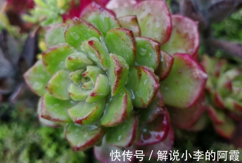 雨后天晴|万物生长靠雨水，才知道多肉植物淋雨还有这好处，天生天养易爆盆