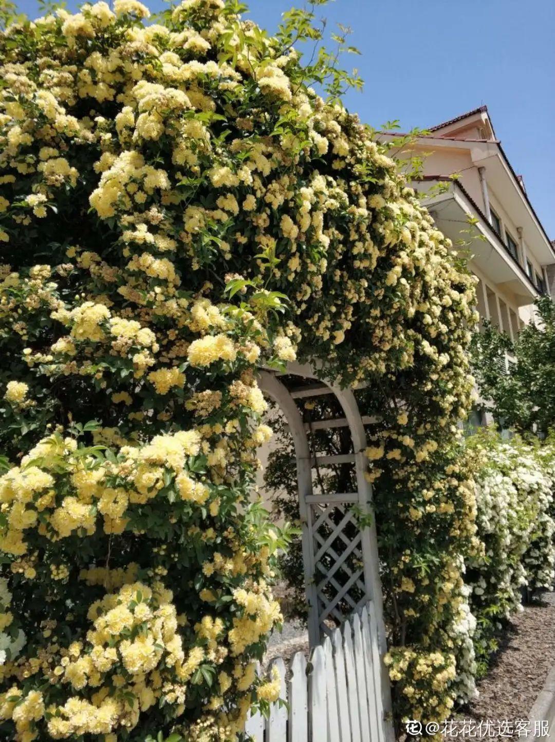 7种花要慎养,房前屋后都爬满,邻居有意见!