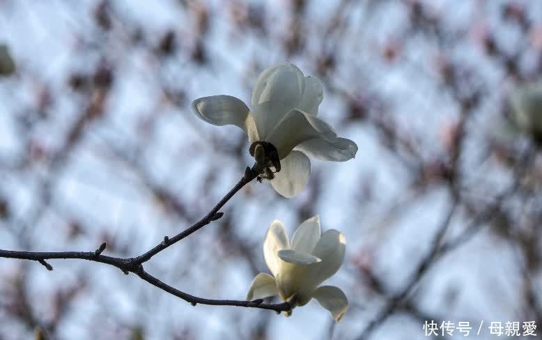 玉兰春意笑蓝天