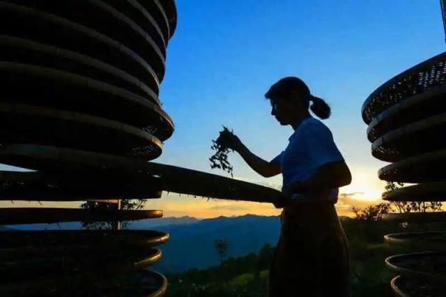 大田 开茶喽!三明大田“美人”娇艳绽放