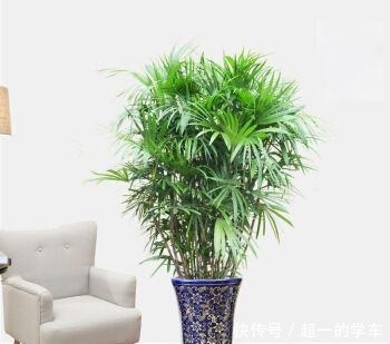 盛夏养盆棕竹在室内,耐阴好养清凉清新还有南国风情!