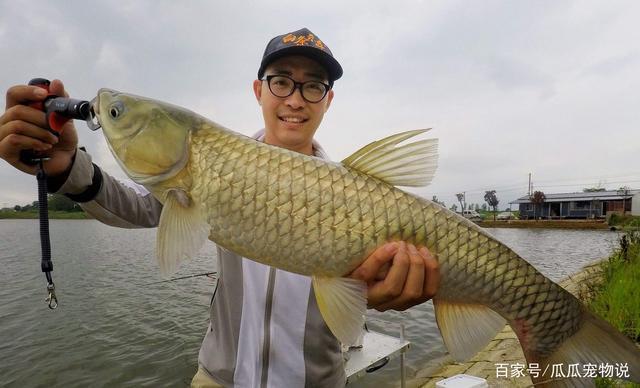 鱼儿|鲤鱼在冒泡为什么不吃钩鲤鱼应该钓底还是钓浮