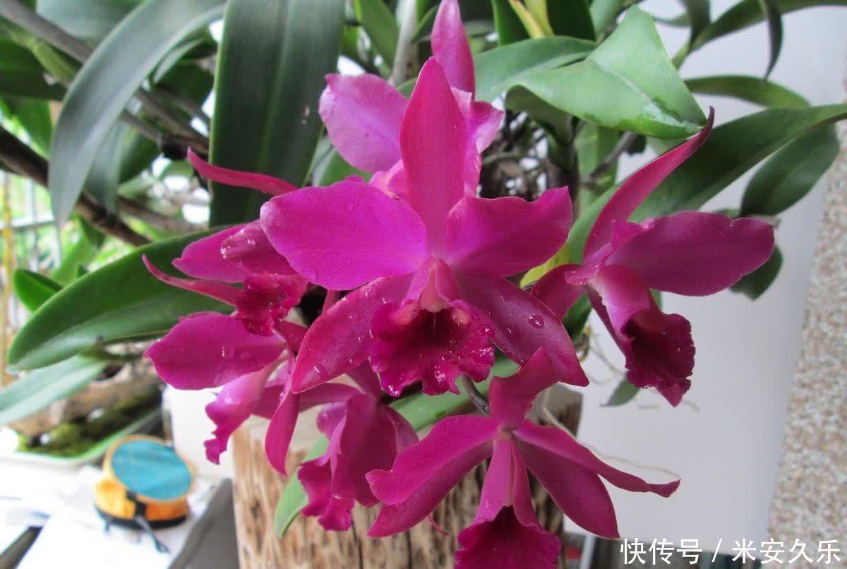 网纹草|室内养什么花好？这4种“耐阴花”，花叶俱美，很好养