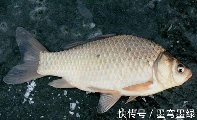 浅谈香料在钓鱼中的影响,有的纯属骗人,鱼喜欢才是正解