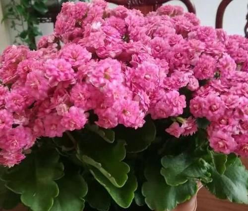  学会|盆栽植物长得慢，别着急！学会这2招，窜个、开花嗖嗖地