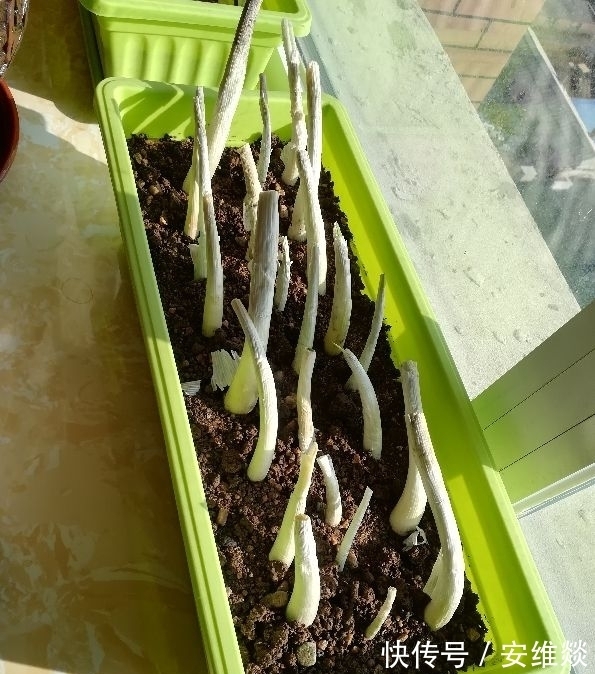冬天保存大葱,记住2个小妙招,保存一冬天都新鲜!