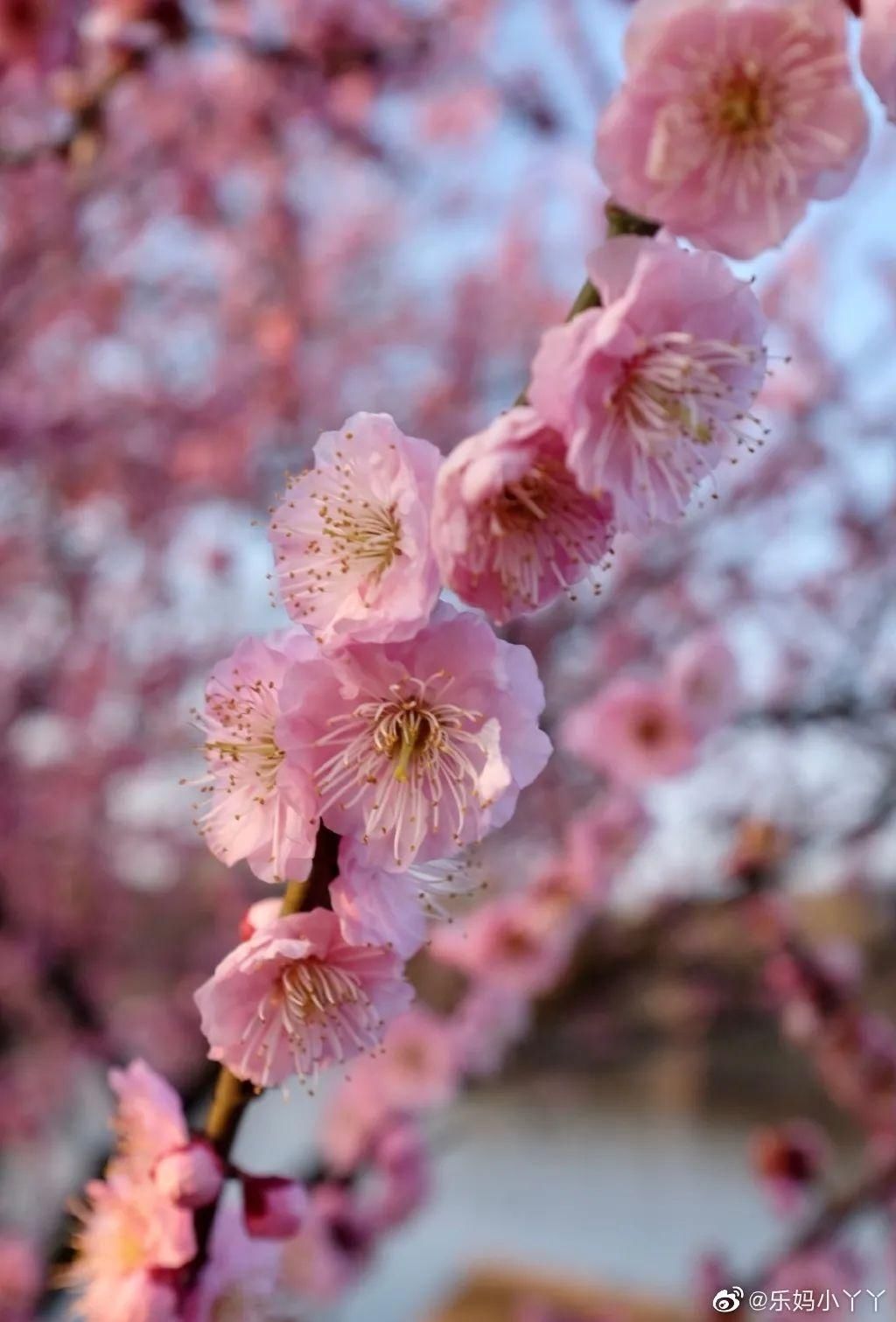 老年|留松过大年丨松江这些红红火火的地方，你去打卡了吗？