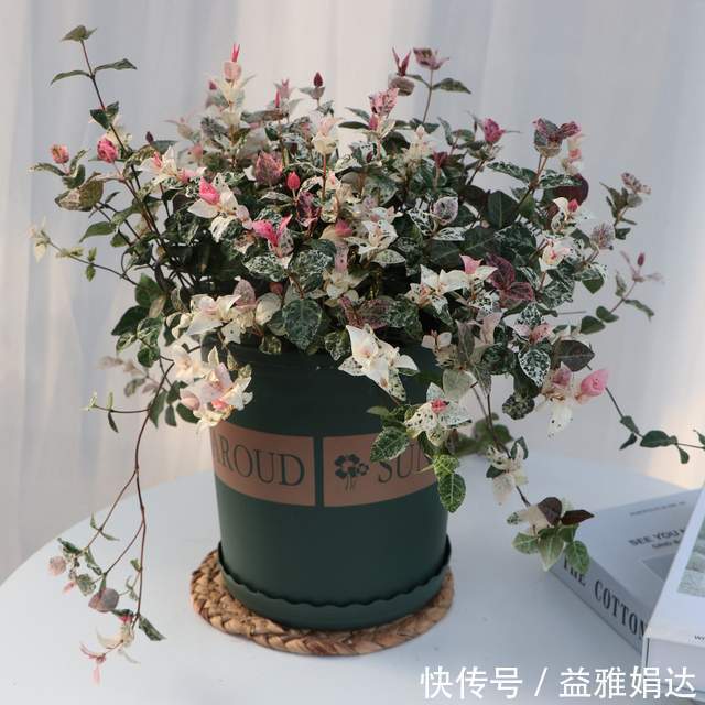 客厅|6种植物摆放在客厅，不仅好看、寓意好，还可以“鼓舞”人心