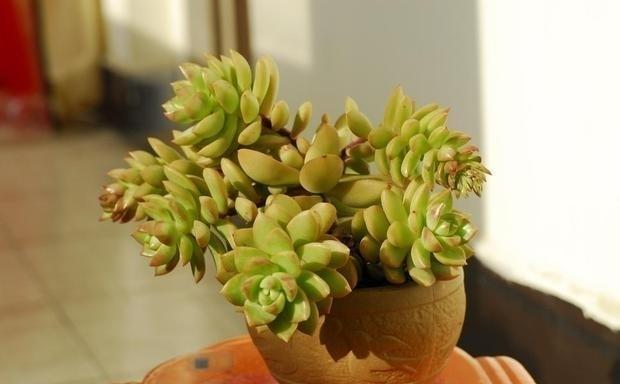 普货|新手养棵黄丽不吃亏，不但好养易度夏，2年即成老桩和悬崖桩