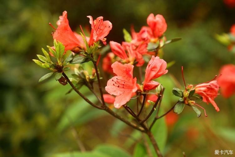 杜鹃花开芬芳自来。