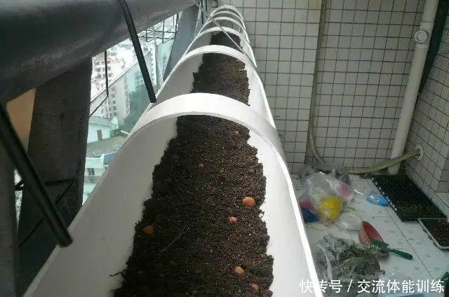 把菜种自家墙上,多得吃不完,太震撼!