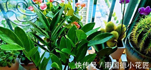 钱串子|3种花名字带“钱”寓意好,还是净化小能手,吉祥又健康