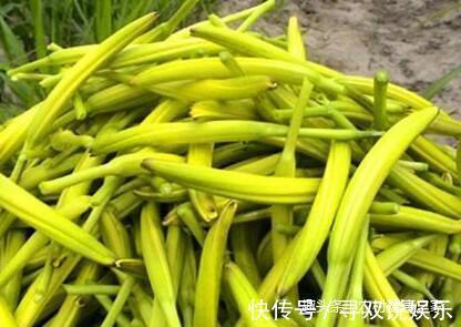 大脑|农村这种不起眼的“野菜花”，竟是大脑的天然保护神，你认识吗