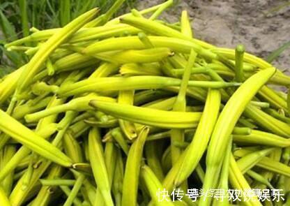 大脑|农村这种不起眼的“野菜花”,竟是大脑的天然保护神,你认识吗