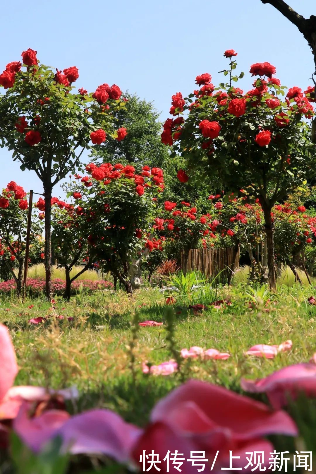 崇明|赏花正当时！花博南园姹紫嫣红，花色纷呈