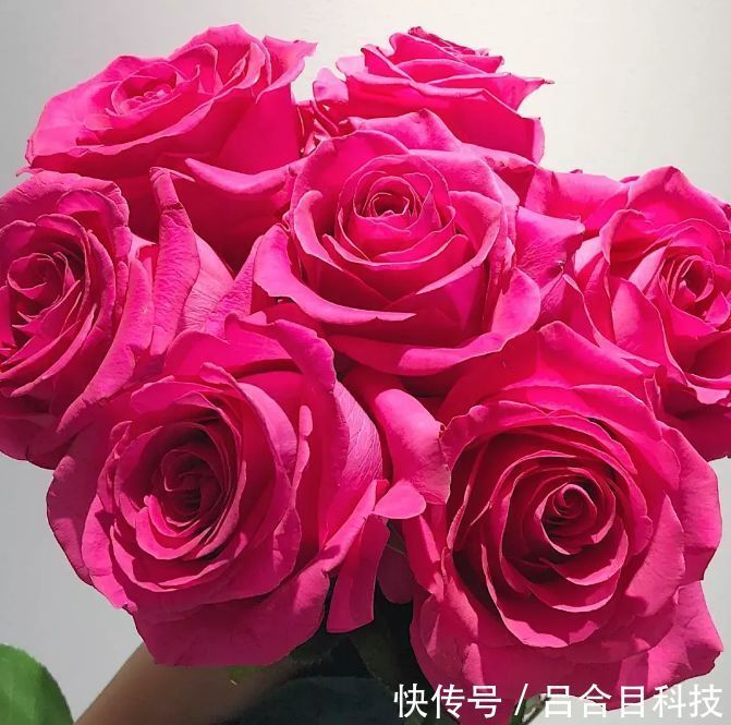 喜欢菊花,不如养盆“精品玫瑰”罗德斯,立体美感,女神最爱