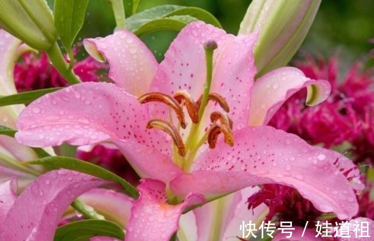 百合花|阳台种几盆香香花，清晨开窗香气溢满屋，芬芳香气好看又好养，美