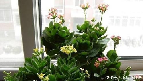 最厉害的养花营养液，给花喝一勺，猛长新叶，花开满盆