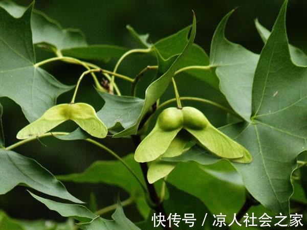 营养师|家里老年人经常失眠?营养师:这5种食物营养健康,可缓解失眠