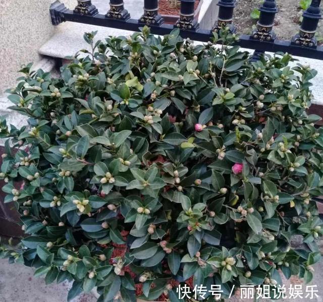 养花别“跟风”,这3种花好看难养活,建议新手绕道